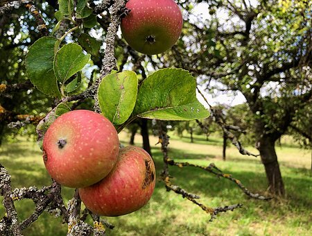 Apfelbaum auf der Streuobstwiese