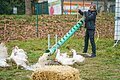 Wasser für die Enten beim Altmühltaler Wiesen Ei