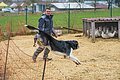 Hofhund Leo springt über den Weidezaun