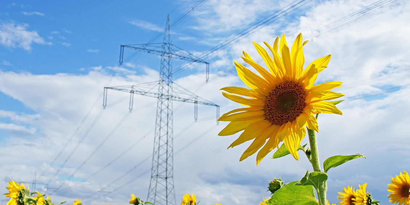 Sonnenblume mit Strommast