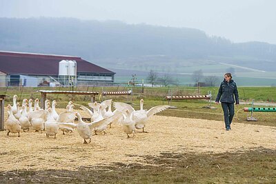 Auslauf der Gänse beim Altmühltaler Wiesen Ei