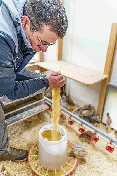 Wachteln füttern beim Altmühltaler Wiesen Ei